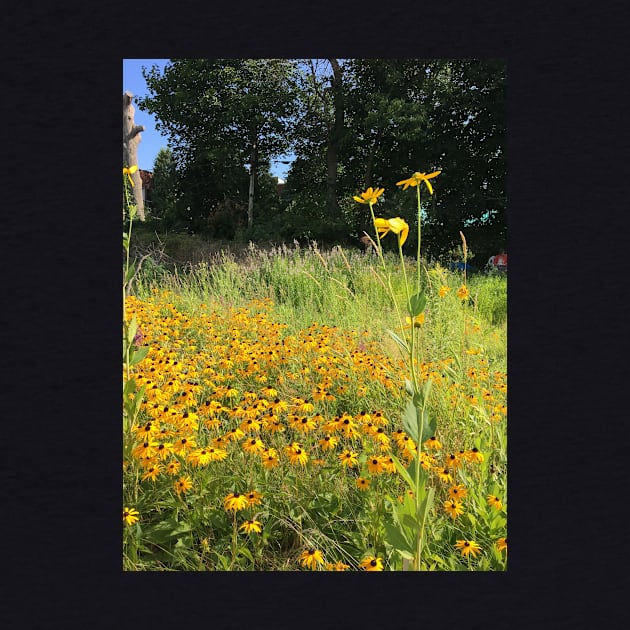 Black Eyed Susans by artdesrapides